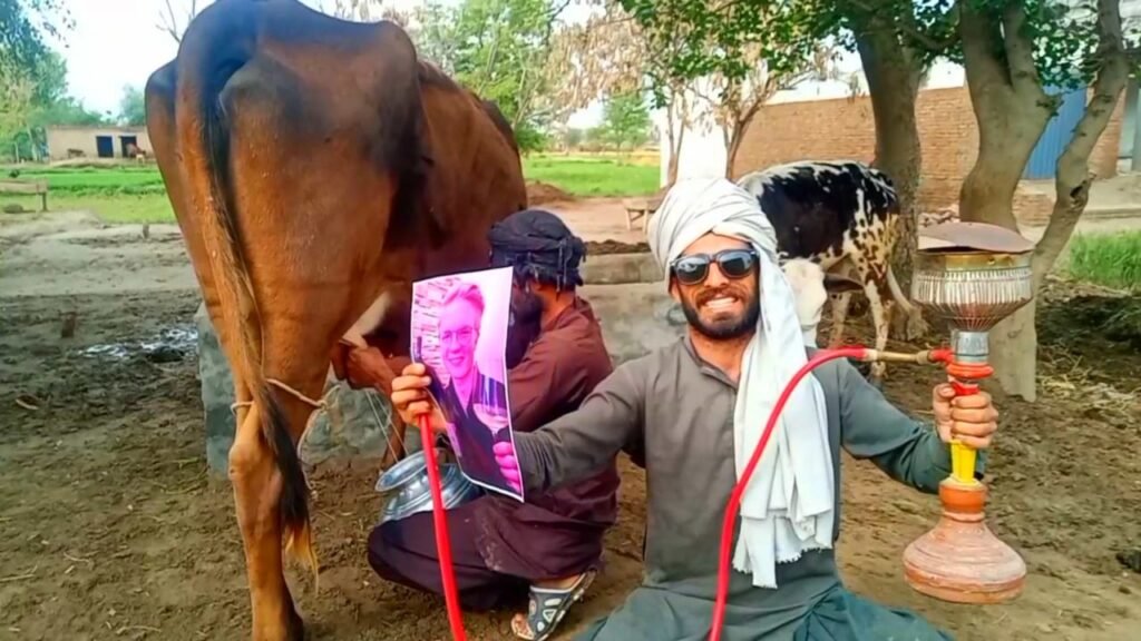 Real villagers milking cow while holding grandson photo and custom birthday greeting sign