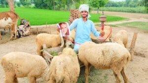 happy birthday video with sheep villagewishes