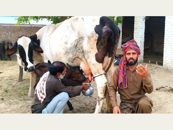 Cow standing in the middle of filming like a boss