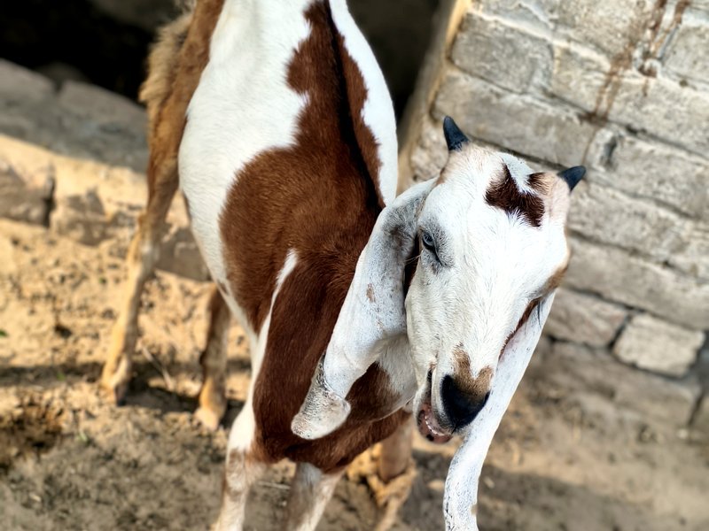 The Baby Goat, a VillageWishes co-star, looking adorable on camera