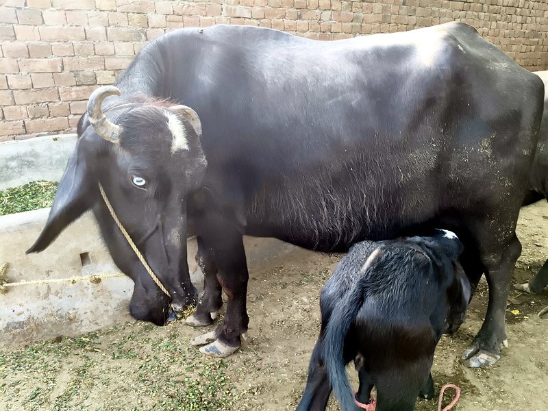 The Buffalo, a VillageWishes co-star, standing powerfully in the background