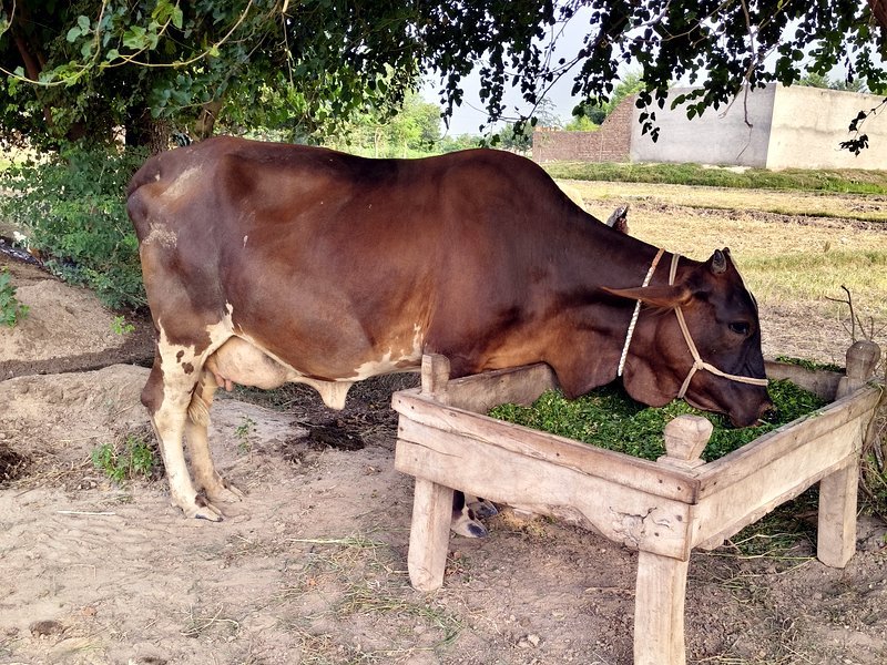 The Cow, a VillageWishes co-star, standing in a village field