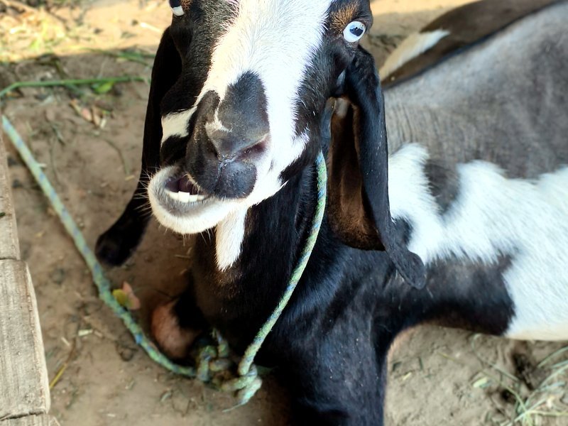 The Crazy Goat, a VillageWishes co-star, running with a sign
